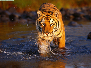 7Tiger_in_Sundarbans