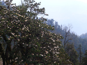 8B Rhododendronbaum